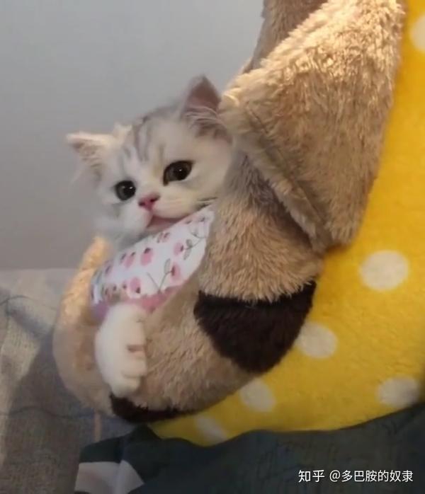一只猫能可爱到什么程度?