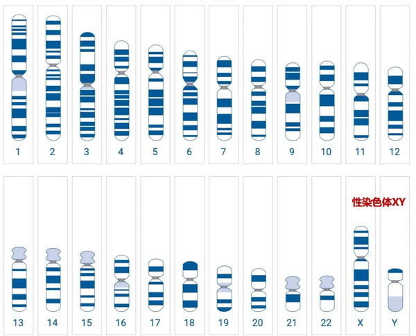 人类的23对染色体,其中包含22对常染色体,1对性染色体.