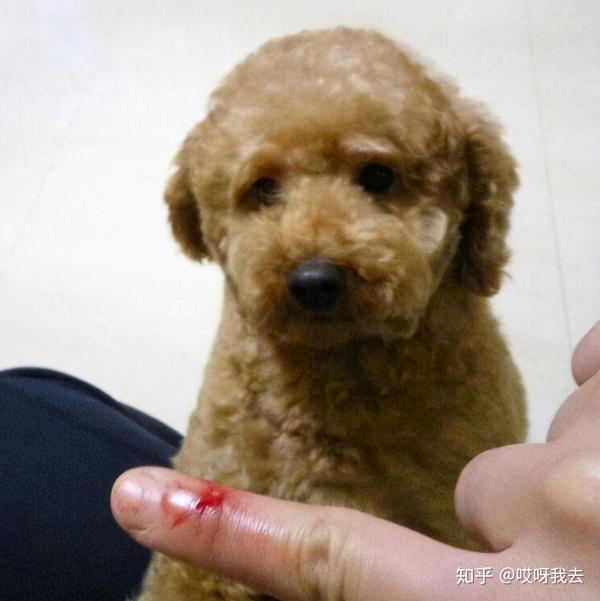 这6件事是在挑衅泰迪犬怪不得它凶你