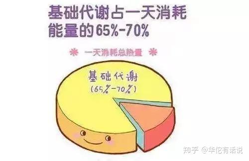 你不知道的基础代谢