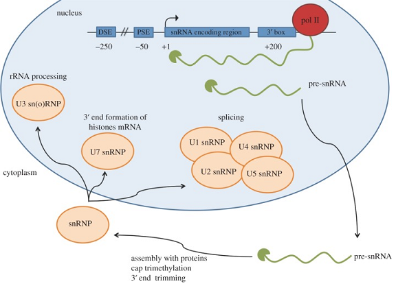 编码rna与非编码rna(一)