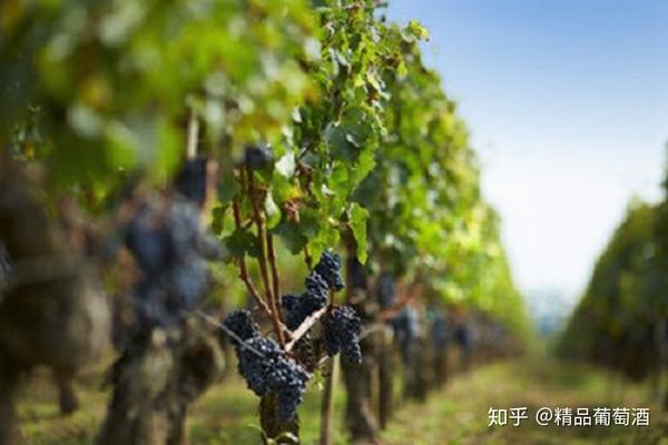 姐妹花大比拼赤霞珠vs梅洛