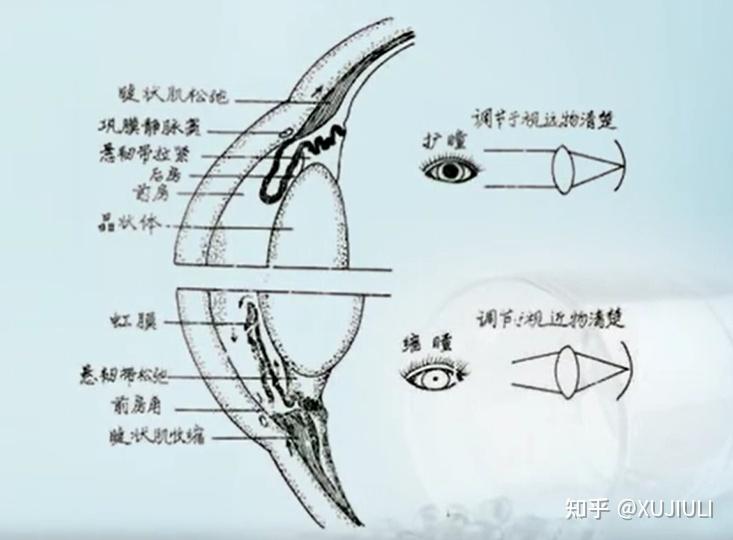 腺体(3)调节痉挛:作用后环状肌向瞳孔中心方向收缩,造成悬韧带放松