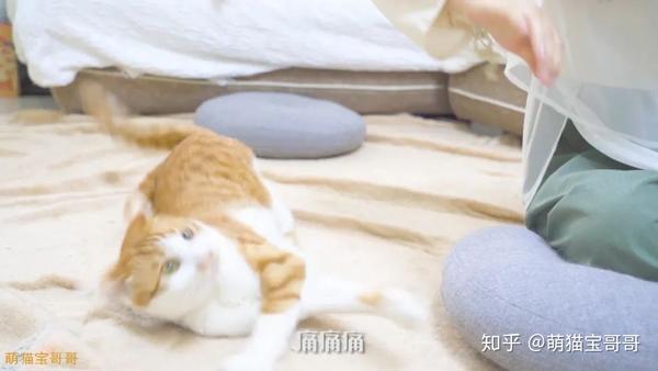 猫突然被捏住后颈皮会有什么反应猫定住了