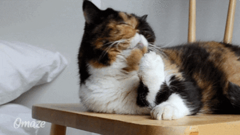 猫咪会先舔惯用爪,再用干净爪子清理面部  图自:giphy.com