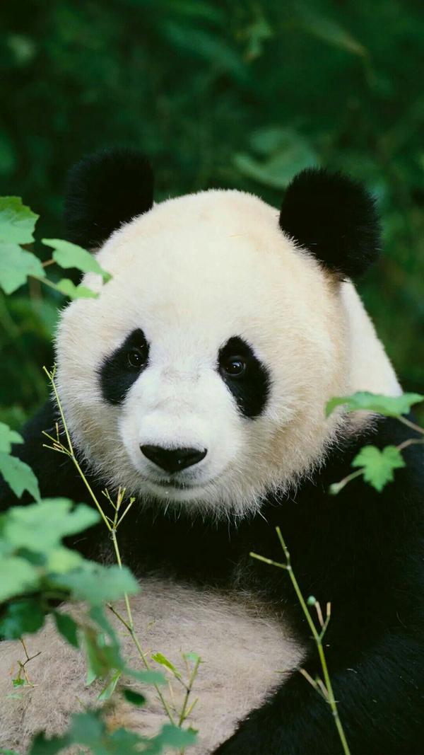 相关问题: 你有哪些收藏来反复看的大熊猫(panda)的图片?