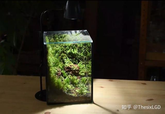 苔藓生态缸,肆意生长的苔藓本身就是一种迷人景致
