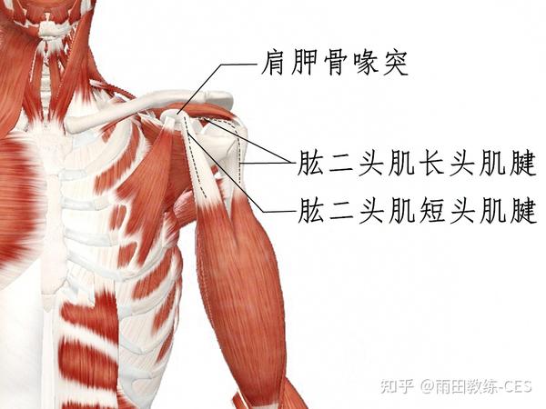 图9.肱二头肌与肩胛骨的解剖关系(来源:雷剑辉)