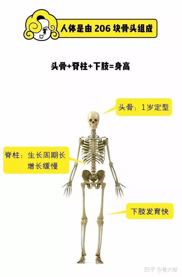 那下面小编再带您来分析一下 人体是由206块骨头组成的 头骨 脊椎