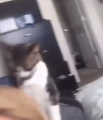 项圈变成夺命圈盘点猫咪项圈5大危害