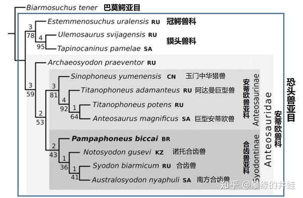 恐头兽类的另一大分支:安蒂欧兽类(anteosauria)则是确定无疑的掠食者