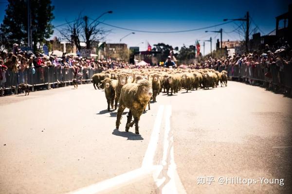 澳洲乡村里的特色传统节日boorowa布罗瓦爱尔兰羊毛节预告加攻略