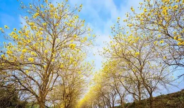黄花风铃木