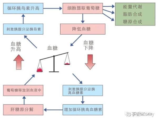 网红饮食碳循环上