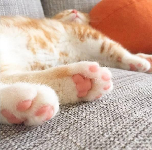 最可爱的猫爪爪生病了,通俗易懂简单明了的向猫主人介绍猫爪部疾病