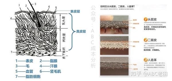 简单来说,头层皮的截面中会看到真皮层和纤维组织层(网状层)与一点