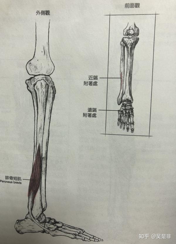 论髋关节不好对腿型的影响