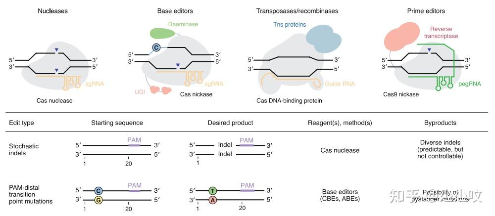 获诺奖的crispr-cas9,还有哪些crispr-cas系统相关的基因编辑工具 n