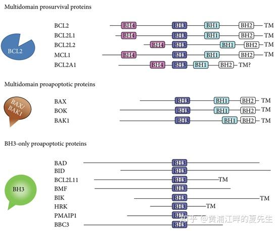 Bcl 2细胞凋亡以及肿瘤靶向治疗 知乎