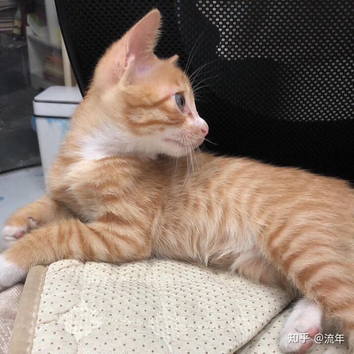 想养一直橘猫,如何挑选一只健康的橘猫?