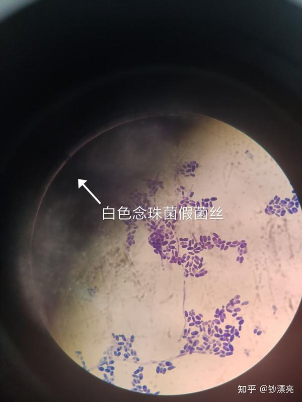 微生物显微镜下观察