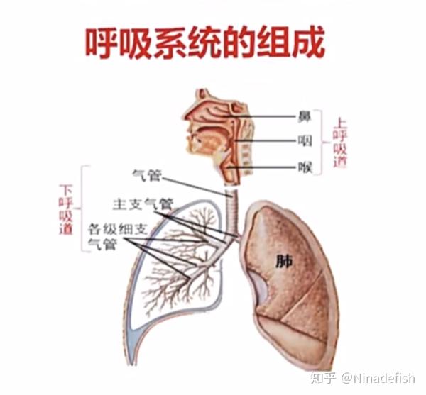 一,呼吸系统组成 上呼吸道: 鼻 附小知识:过敏性鼻炎 科普:什么是