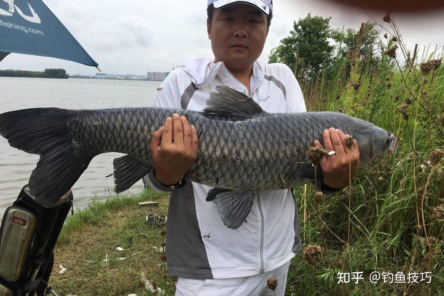 如何才能钓到大青鱼呢了解青鱼的生活习性十分有助于钓青鱼