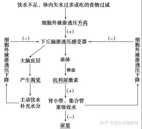 实例4-水盐平衡调节