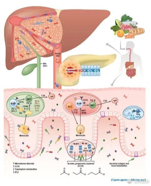 长期消化系统炎症致肿瘤发生微生物的免疫作用