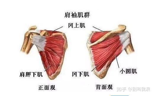 肩关节痛颈椎不可不查