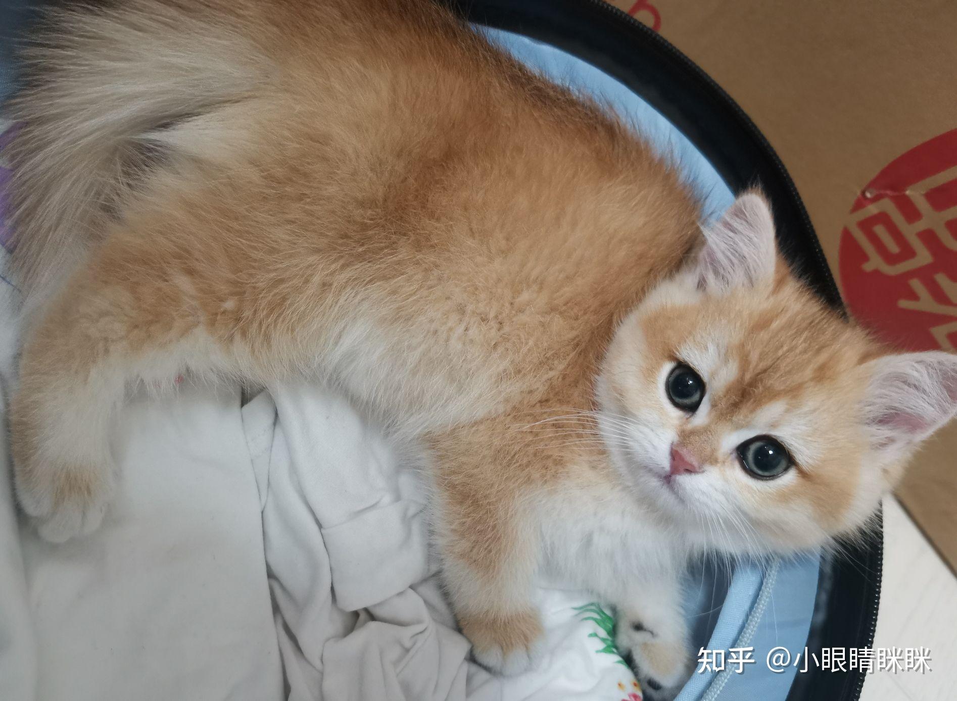 新手养猫新收了一只金渐层请帮忙看看品相呀