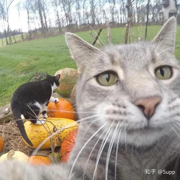 "全球最会自拍的猫"爆红ins,世界各地网友都模仿它自拍!这猫成精了.