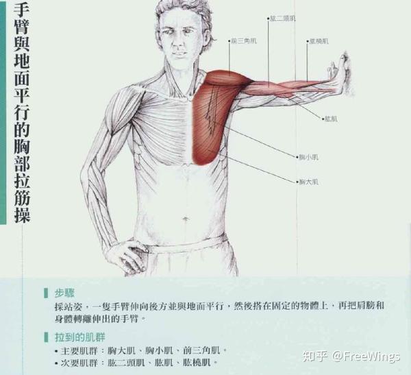 拉伸延长 在缩短的肌群 胸肌&三角肌前束 大圆肌&肩胛下肌 小重量高