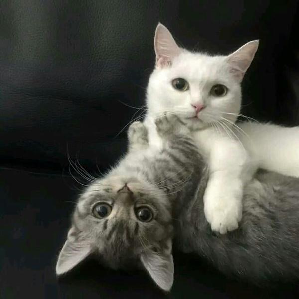 我和他的用过的情侣头像 有点不像情侣 我是小花猫他是白猫猫 我用第