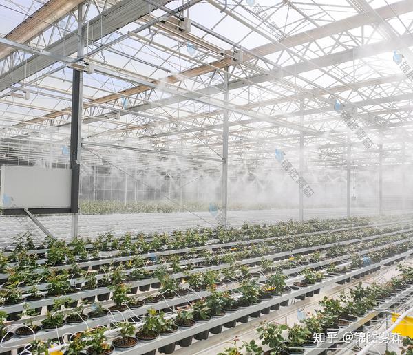 甘肃兰州现代花卉农业智能温室雾森降温加湿案例