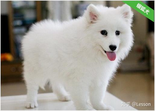 银狐犬价格?好不好养?