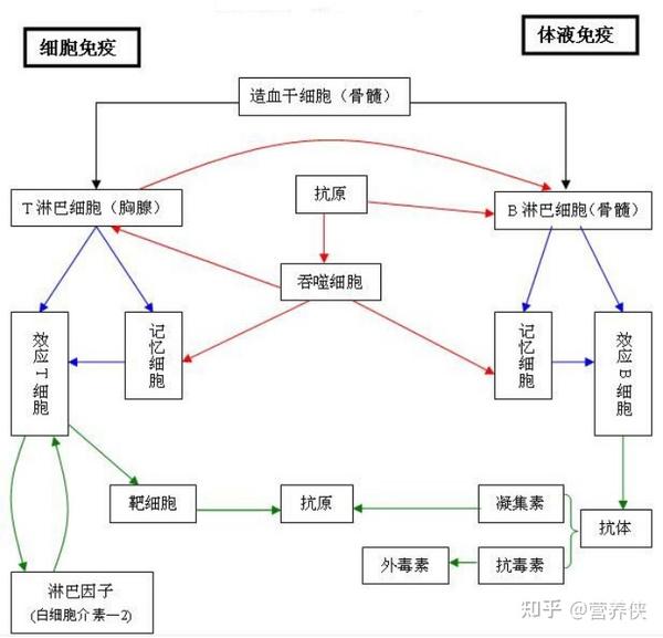 1 dha对免疫系统的调节功能 特异性免疫反应主要包括细胞免疫和体液