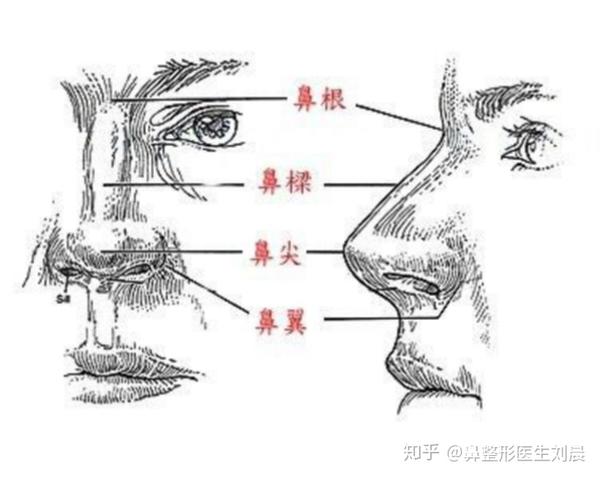 一共鼻根,鼻梁,鼻尖,鼻翼四个部分,每一个部分都会影响到鼻子的美观
