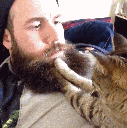 猫咪