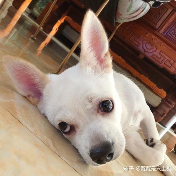 土狗 吉娃娃长什么样子?