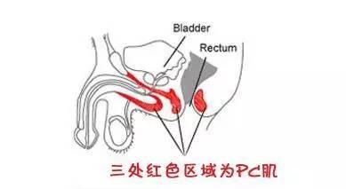 我们知道锻炼pc肌对男人来说是提升性能力最直接的训练方式了.