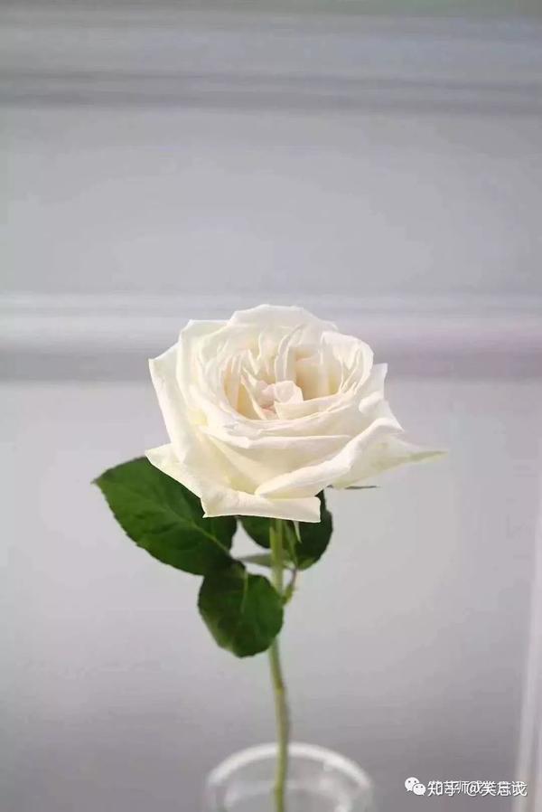 10款白色玫瑰品种介绍,每一款都纯洁如白月光!
