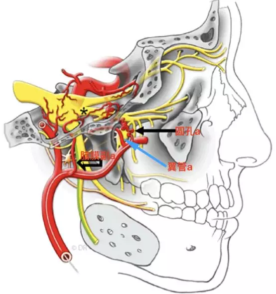 脑血管解剖学习笔记第13期:圆孔和圆孔动脉