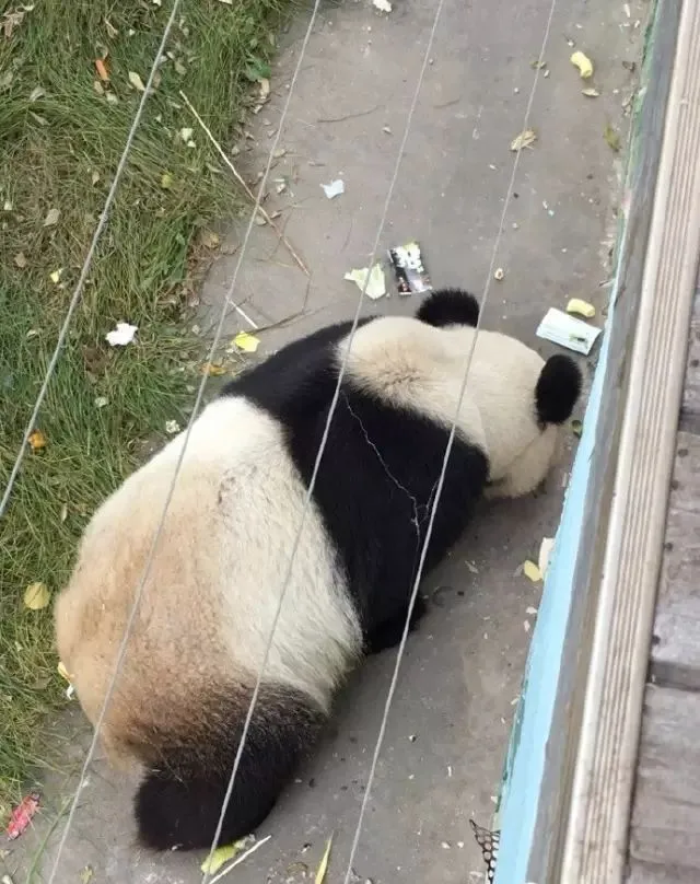 大象被逼在垃圾中觅食人间仙境真面目曝光太心疼了