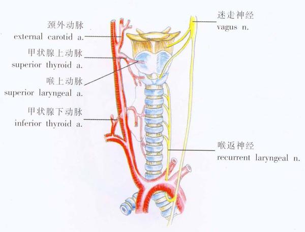 喉返神经并不能说明上帝是一个很差的设计师