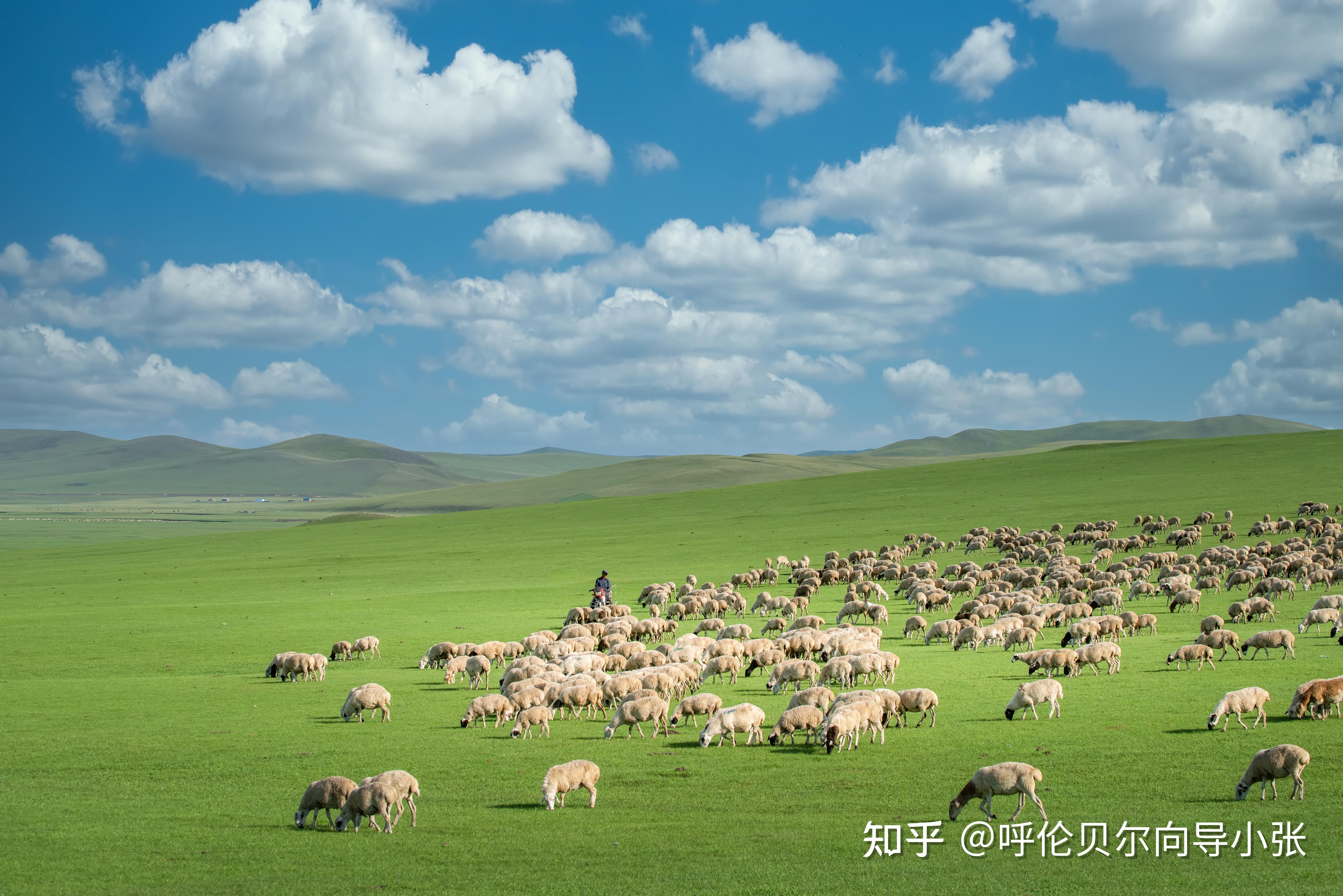 呼伦贝尔大草原旅游的详细攻略有哪些?