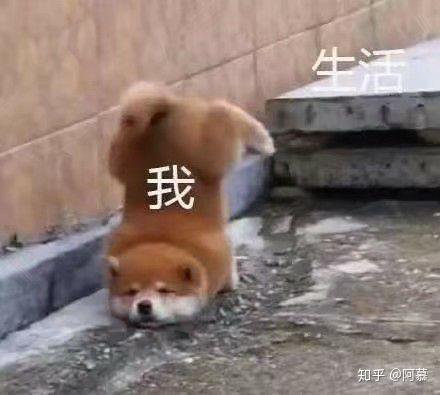大家都用过哪些沙雕头像?