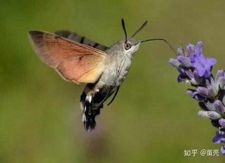 因为它像蝶,和蝶一样白天活动,口器是长长的喙管,且有尖端膨大的触角