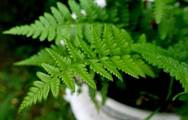 盆栽蕨类植物谨记7大要点青翠欲滴形态飘逸