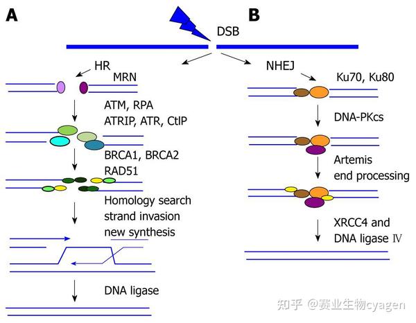 a)同源重组修复,b)非同源重组修复.